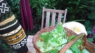 Glistnik jask&oacute;łcze ziele & jak zrobić wyciąg alkoholowy 
