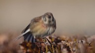 Common Linnet Makolągwa Linaria cannabina