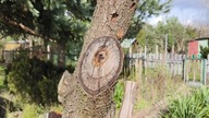 Mrówka Czterokropka / Dolichoderus quadripunctatus  przyłapana w naturze 