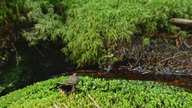 Łagodny leśny strumień do nauki &mdash; spokojny, naturalny szum wody