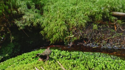 3H Soft Woodland Stream for Study Calm Natural Water Sound