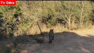 LiveLeak - Watch a leopard leap high into the air during epic bird-hunting fail