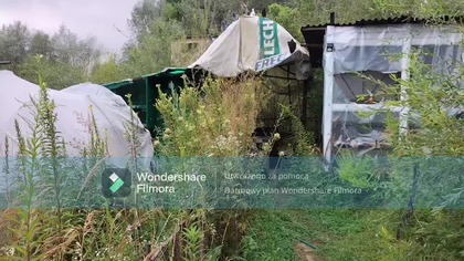 Ziewanie gołębi - chora narracja wielu hodowców !!!