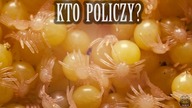 Ile DZIECI urodziła WIELKA samica Poecilotheria ornata??