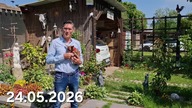 Clematisy i rój pszczół nad ogrodem * Garden kuRaż 24. 05. 2026