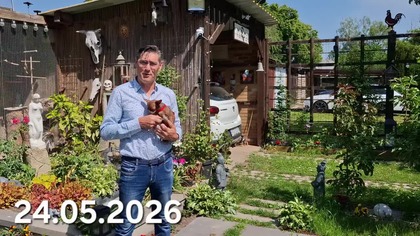 Clematisy i rój pszczół nad ogrodem * Garden kuRaż 24. 05. 2026