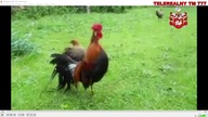TELEREALNY TM 777  transmisja na żywo