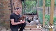 Inkubator revento i kury w kropki * kolejna inkubacja w Garden kuRaż