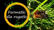 Pierwsze spostrzeżenia o formatkach dla murarek rogatych.