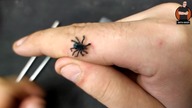 Ptasznik wielobarwny  - [Caribena vercicolor] przekładanie pająka | BARTEK BOKSER