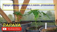 #253.  Cz. 2 - Papaja, papaya z nasion uprawa w doniczce, kastrze, podlewanie, zimowanie, forum