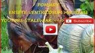 #294Banan e. v.  maurelli od sadzonki, mierzenie wysokości,obwodu Youtube stalewiak 2017r