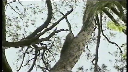 Waldemar - Zielone Wzgórza Nad Soliną