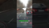 Jeleń wskakuje na samochód