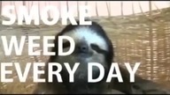 Smoke Weed Everyday