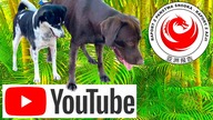 Jaka przyszłość Raportu i innych YouTuberów w Kambo