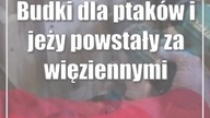 Budki dla ptaków i jeży powstały za więziennymi kratami