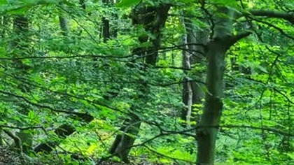 Early Morning in an Ancient Forest  Birdsong