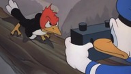 Kaczor Donald - Polowanie z aparatem (1941)