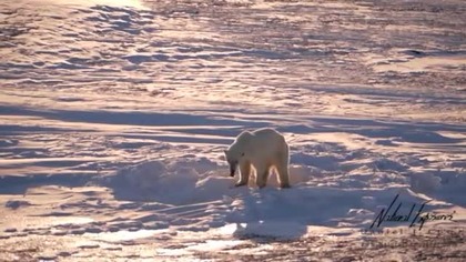 Warming Climate: Polar Bears of Hudson Bay