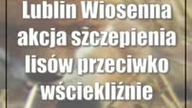 Lublin: Wiosenna akcja szczepienia lisów przeciwko wściekliźnie