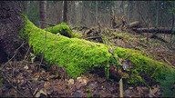 Jak ściąć drzewo - bushcraftowe techniki
