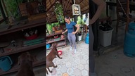 Karmienie psów #labrador