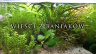 Wieści z baniaków #2