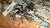 Macedonia SPECIAL!! Czy tu żyją tarantule?