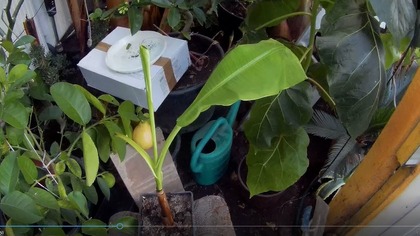 848-Żurawie już są,musa apple,tamarillo zwalczanie robali,dziwidło różowe,rivieri,pałczycha porady.