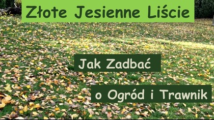  Złote Jesienne Liście.  Jak Zadbać o Ogród i Trawnik jesienią.