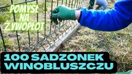 Sadzimy 100 sadzonek Winobluszczu zimozielonego i Maliny.  Pomysł na żywopłot.  Na Działce! odc. 97