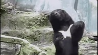 4chanowska zabawa z gifami VI