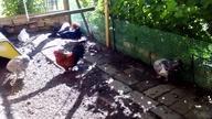 Garden kuRaż * Dzień z kurami 1* Zielenina dla zdrowia