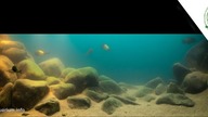 487L akwarium biotopowe.  Tanganika - płytkie skaliste wybrzeża Ikola.
