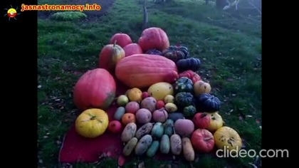 Ogrody są dla ludzi, lasy są dla zwierząt Z ARCHIWUM JSM