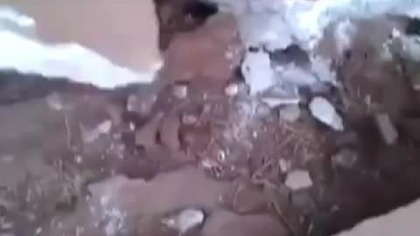 Kolonia szczurów pod podłogą mieszkania