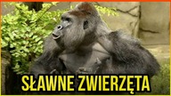 10 SŁAWNYCH ZWIERZĄT