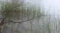 kaczuszki są.
