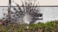 Leucystyczny paw / Leucistic peacock display 