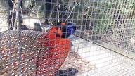 Tragopan czerwony/satyr 