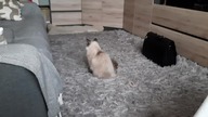 Cats still make no sense