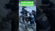 Ten wilk musiał być ratowany przez usta-usta.  To cud że wciąż żyje.
