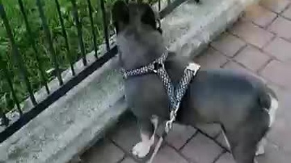 Fczoraj na spacerku.