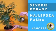 #Shorts Najlepsza i najłatwiejsza palma w uprawie Chamedora wytworna
