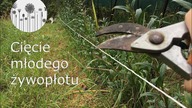 Z Mojego Ogrodu: Cięcie żywopłotu. Jak ciąć młody żywopłot z ligustru