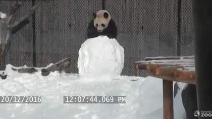 Panda i bałwan