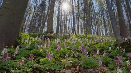 Dzikie pszczoły - film dokumentalny