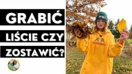 Czy grabić liście ? Jak zrobić ziemie liściową, jak wykorzystać opadnięte liście ?