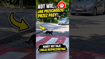 Nawet kot wie, jak bezpiecznie przejść przez pasy  #shorts #kot #bezpieczeństwo